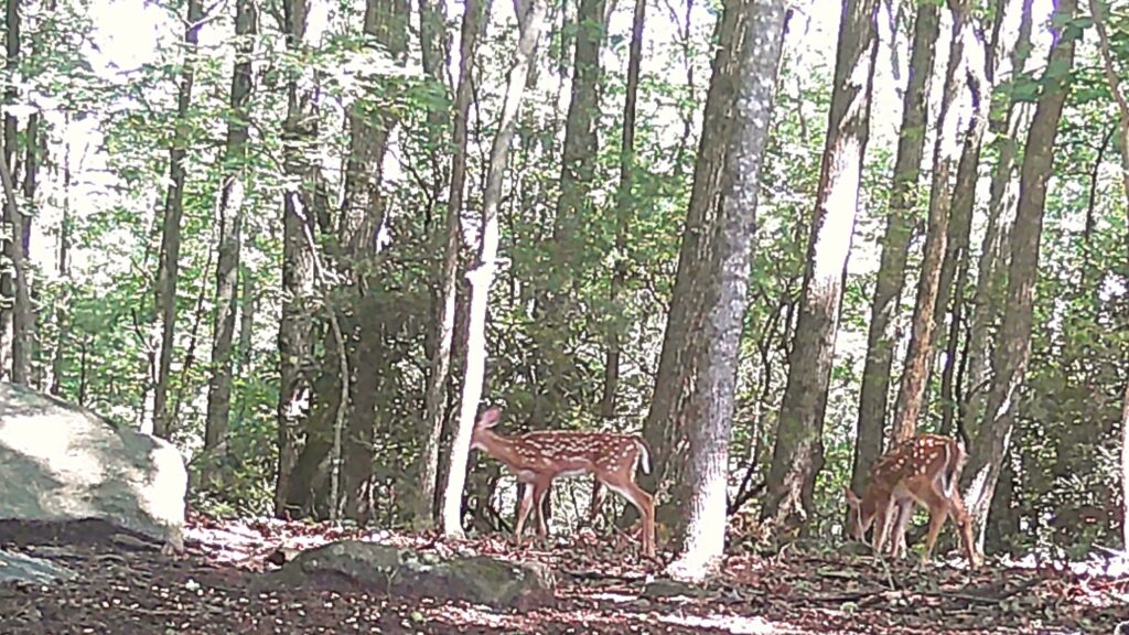 fawns in the woods