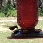 A Hungry Hummingbird!